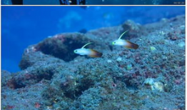 海底世界短视频,揭秘神秘海底世界的奥秘